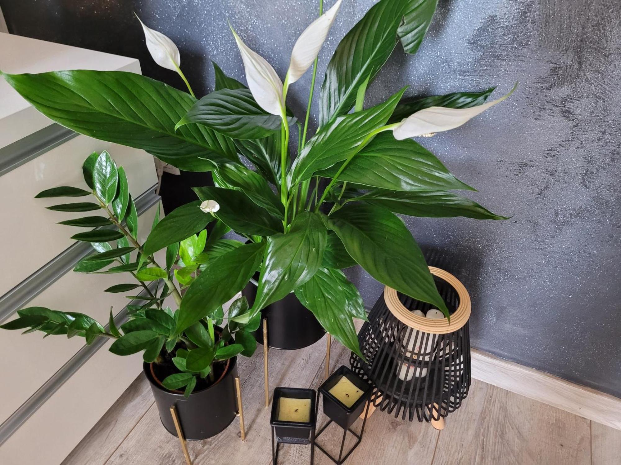 ילנייה גורה Apartament Lilla מראה חיצוני תמונה